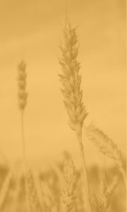 Grain Contracts